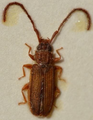 Réf. 248 124 : Uleiota planatus